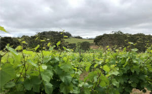 Honey Moon Vineyard